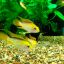 Апистограмма агассица (Apistogramma agassizii) 3 Апистограмма агассица (Apistogramma agassizii) 3