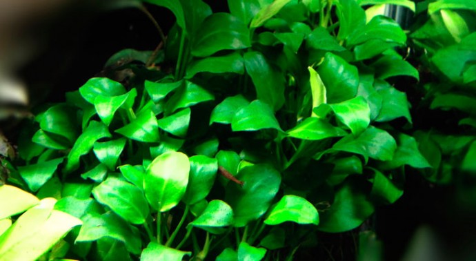 Анубиас бартера нана петит (Anubias barteri var. nana "Petite") Анубиас бартера нана петит (Anubias barteri var. nana "Petite")