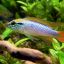 Апистограмма агассица (Apistogramma agassizii) 2 Апистограмма агассица (Apistogramma agassizii) 2