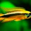 Апистограмма агассица (Apistogramma agassizii) 0 Апистограмма агассица (Apistogramma agassizii) 0