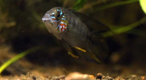 Апистограмма борелли (Apistogramma borellii)