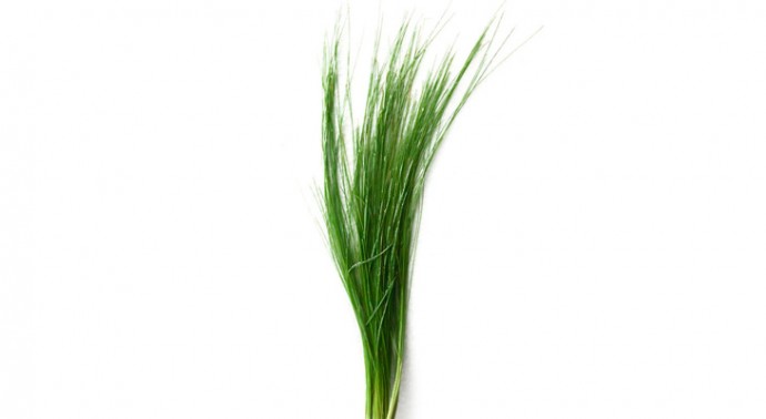 Ситняг игольчатый (Eleocharis acicularis) Ситняг игольчатый (Eleocharis acicularis)
