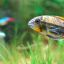 Апистограмма какаду (Apistogramma cacatuoides) 2 Апистограмма какаду (Apistogramma cacatuoides) 2