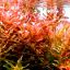 Ротала макрандра (Rotala macrandra) 2 Ротала макрандра (Rotala macrandra) 2
