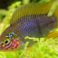 Апистограмма борелли (Apistogramma borellii) 1 Апистограмма борелли (Apistogramma borellii) 1