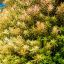 Ротала круглолистная (Rotala rotundifolia) 0 Ротала круглолистная (Rotala rotundifolia) 0