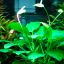 Анубиас бартера нана (Anubias barteri var. nana) 0 Анубиас бартера нана (Anubias barteri var. nana) 0