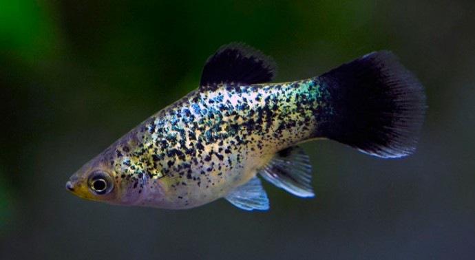 Пецилия макулатус (Xiphophorus maculatus) Пецилия макулатус (Xiphophorus maculatus)