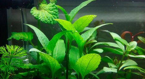 Акмелла ползучая (Acmella repens)