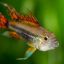 Апистограмма какаду (Apistogramma cacatuoides) 3 Апистограмма какаду (Apistogramma cacatuoides) 3