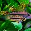 Апистограмма какаду (Apistogramma cacatuoides) 4 Апистограмма какаду (Apistogramma cacatuoides) 4