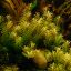 Ротала круглолистная (Rotala rotundifolia) 1 Ротала круглолистная (Rotala rotundifolia) 1