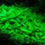 Стаурогин ползучий (Staurogyne repens) 0 Стаурогин ползучий (Staurogyne repens) 0