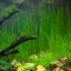 Ситняг игольчатый (Eleocharis acicularis) 1 Ситняг игольчатый (Eleocharis acicularis) 1