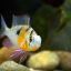 Апистограмма боливийская (Хромис бабочка) (Mikrogeophagus altispinosus) 1