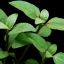 Акмелла ползучая (Acmella repens) 1 Акмелла ползучая (Acmella repens) 1