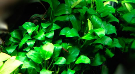 Анубиас бартера нана петит (Anubias barteri var. nana "Petite")