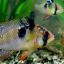 Апистограмма рамирези (Mikrogeophagus ramirezi) 3 Апистограмма рамирези (Mikrogeophagus ramirezi) 3