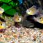 Апистограмма боливийская (Хромис бабочка) (Mikrogeophagus altispinosus) 2