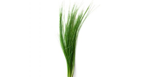 Ситняг игольчатый (Eleocharis acicularis)