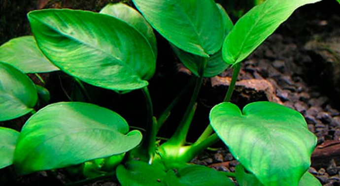 Анубиас бартера нана (Anubias barteri var. nana) Анубиас бартера нана (Anubias barteri var. nana)