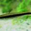 Сиамский водорослеед (Crossocheilus siamensis) 0 Сиамский водорослеед (Crossocheilus siamensis) 0