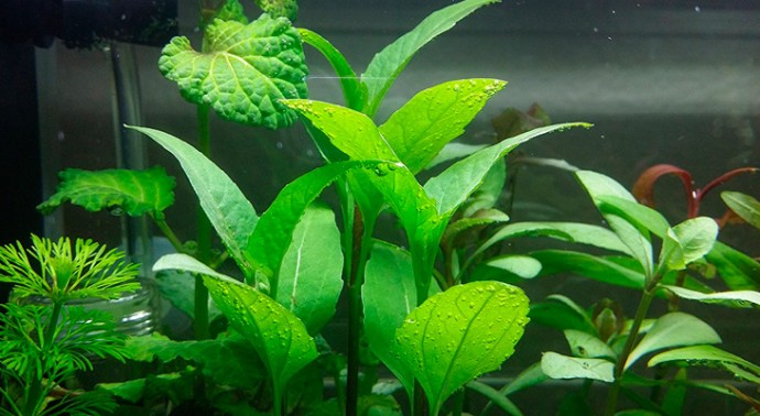 Акмелла ползучая (Acmella repens) Акмелла ползучая (Acmella repens)