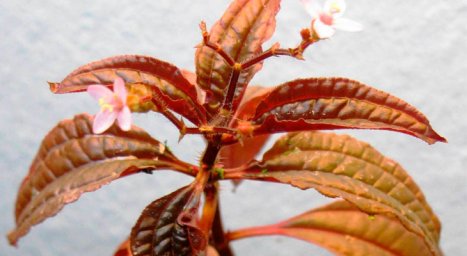 Ациотис (Aciotis acuminifolia)