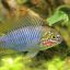 Апистограмма борелли (Apistogramma borellii) 3 Апистограмма борелли (Apistogramma borellii) 3