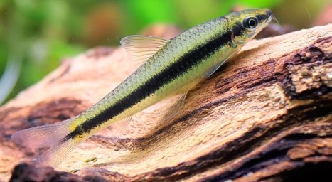 Сиамский водорослеед (Crossocheilus siamensis)