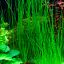 Ситняг игольчатый (Eleocharis acicularis) 0 Ситняг игольчатый (Eleocharis acicularis) 0