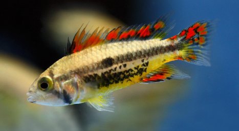 Апистограмма какаду (Apistogramma cacatuoides)