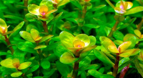 Ротала индийская (Rotala indica)