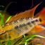 Апистограмма агассица (Apistogramma agassizii) 1 Апистограмма агассица (Apistogramma agassizii) 1