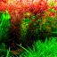 Ротала макрандра (Rotala macrandra) 1 Ротала макрандра (Rotala macrandra) 1