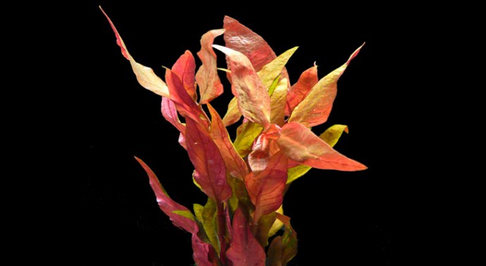 Альтернатера лиловая (Alternanthera reineckii Lilacina) Альтернатера лиловая (Alternanthera reineckii Lilacina)