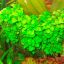 Анубиас бартера нана петит (Anubias barteri var. nana "Petite") 2 Анубиас бартера нана петит (Anubias barteri var. nana "Petite") 2