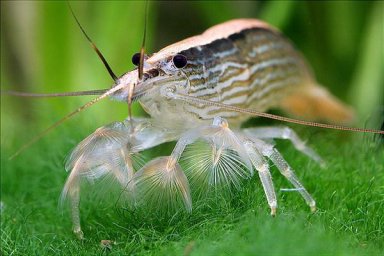 Фильтратор банановый (Atyopsis moluccensis)