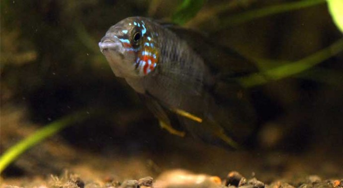 Апистограмма борелли (Apistogramma borellii) Апистограмма борелли (Apistogramma borellii)