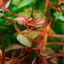 Ациотис (Aciotis acuminifolia) 0