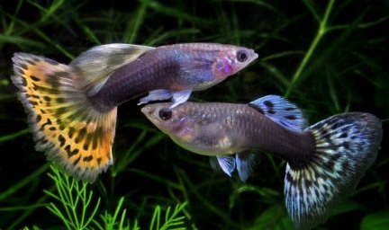 Гуппи (Poecilia reticulata)