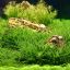 Погостемон Хелфери (Pogostemon helferi) 0