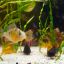 Апистограмма боливийская (Хромис бабочка) (Mikrogeophagus altispinosus) 3
