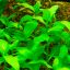 Акмелла ползучая (Acmella repens) 0 Акмелла ползучая (Acmella repens) 0