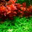 Ротала макрандра (Rotala macrandra) 0 Ротала макрандра (Rotala macrandra) 0