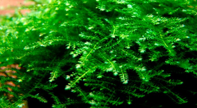 Мох рождественский (Vesicularia montagnei) Мох рождественский (Vesicularia montagnei)