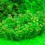 Ротала индийская (Rotala indica) 1 Ротала индийская (Rotala indica) 1