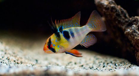 Апистограмма рамирези (Mikrogeophagus ramirezi)