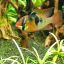 Апистограмма рамирези (Mikrogeophagus ramirezi) 2 Апистограмма рамирези (Mikrogeophagus ramirezi) 2