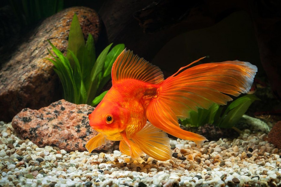 Золотые рыбки различают классическую музыку Золотые рыбки различают классическую музыку